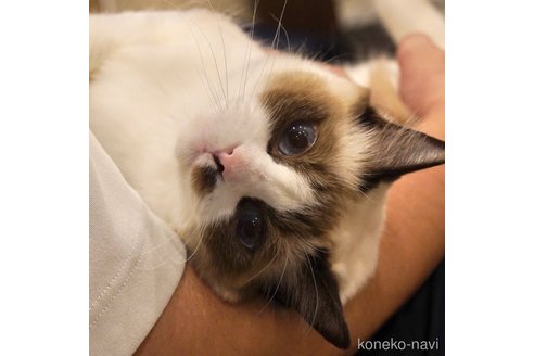 ほたてちゃん1枚目